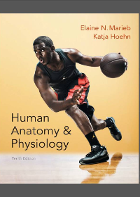 Test Bank for Human Anatomy & Physiology 10th Edition